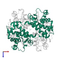 Hemoglobin subunit alpha in PDB entry 3d17, assembly 1, top view.