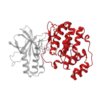 The deposited structure of PDB entry 3d83 contains 1 copy of CATH domain 1.10.510.10 (Transferase(Phosphotransferase); domain 1) in Mitogen-activated protein kinase 14. Showing 1 copy in chain A.