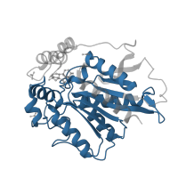 The deposited structure of PDB entry 3ed1 contains 6 copies of Pfam domain PF07859 (alpha/beta hydrolase fold) in Gibberellin receptor GID1. Showing 1 copy in chain A.