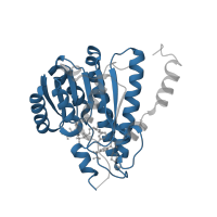 The deposited structure of PDB entry 3fco contains 2 copies of Pfam domain PF00106 (short chain dehydrogenase) in 11-beta-hydroxysteroid dehydrogenase 1. Showing 1 copy in chain A.