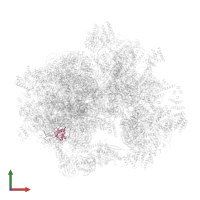 Large ribosomal subunit protein uL30m in PDB entry 3j9m, assembly 1, front view.