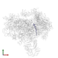 Messenger RNA in PDB entry 3jap, assembly 1, front view.