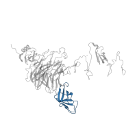 The deposited structure of PDB entry 3ju4 contains 1 copy of CATH domain 2.40.30.20 (Elongation Factor Tu (Ef-tu); domain 3) in Mature tail spike protein. Showing 1 copy in chain A.