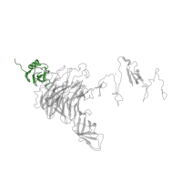 The deposited structure of PDB entry 3ju4 contains 1 copy of CATH domain 3.30.750.60 (Transcription Regulator spoIIAA) in Mature tail spike protein. Showing 1 copy in chain A.