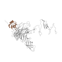 The deposited structure of PDB entry 3ju4 contains 1 copy of Pfam domain PF12218 (N terminal extension of bacteriophage endosialidase) in Mature tail spike protein. Showing 1 copy in chain A.