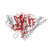 The deposited structure of PDB entry 3lg1 contains 2 copies of CATH domain 1.10.1130.10 (Flavocytochrome C3; Chain A, domain 2) in Cytochrome c-552. Showing 1 copy in chain A.