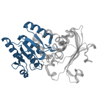 The deposited structure of PDB entry 3o9z contains 4 copies of CATH domain 3.40.50.720 (Rossmann fold) in Lipopolysaccaride biosynthesis protein wbpB. Showing 1 copy in chain A.