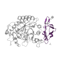 The deposited structure of PDB entry 3ole contains 1 copy of Pfam domain PF02806 (Alpha amylase, C-terminal all-beta domain) in Pancreatic alpha-amylase. Showing 1 copy in chain A.