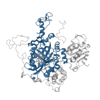 The deposited structure of PDB entry 3pq8 contains 4 copies of CATH domain 2.40.180.10 (Catalase HpII,  Chain A, domain 1) in Catalase HPII. Showing 1 copy in chain A.