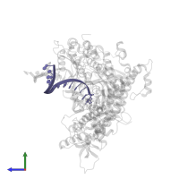 DNA (5'-D(*GP*CP*GP*GP*AP*CP*TP*GP*CP*TP*TP*AP*(DOC))-3') in PDB entry 3qes, assembly 1, side view.