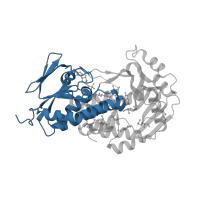 The deposited structure of PDB entry 3rp7 contains 1 copy of CATH domain 3.50.50.60 (FAD/NAD(P)-binding domain) in FAD-dependent urate hydroxylase. Showing 1 copy in chain A.