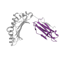 The deposited structure of PDB entry 3rwh contains 2 copies of Pfam domain PF07654 (Immunoglobulin C1-set domain) in Ig-like domain-containing protein. Showing 1 copy in chain A.