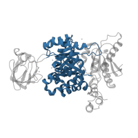 The deposited structure of PDB entry 3u2z contains 4 copies of CATH domain 3.20.20.60 (TIM Barrel) in Pyruvate kinase PKM. Showing 1 copy in chain A.