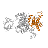 The deposited structure of PDB entry 3u2z contains 4 copies of Pfam domain PF02887 (Pyruvate kinase, alpha/beta domain) in Pyruvate kinase PKM. Showing 1 copy in chain A.
