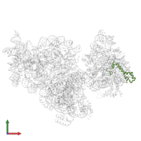 Small ribosomal subunit protein uS13 in PDB entry 4adv, assembly 1, front view.