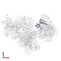 Small ribosomal subunit protein uS3 in PDB entry 4adv, assembly 1, front view.