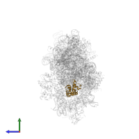 Small ribosomal subunit protein uS7 in PDB entry 4adv, assembly 1, side view.