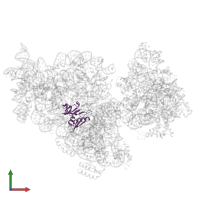 Small ribosomal subunit protein uS8 in PDB entry 4adv, assembly 1, front view.