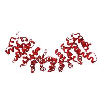 The deposited structure of PDB entry 4b18 contains 1 copy of CATH domain 1.25.10.10 (Leucine-rich Repeat Variant) in Importin subunit alpha-5, N-terminally processed. Showing 1 copy in chain A.