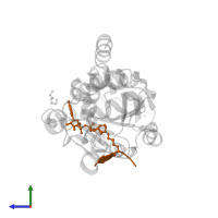 Acetyl-coenzyme A synthetase 2-like, mitochondrial in PDB entry 4bve, assembly 3, side view.