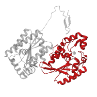 The deposited structure of PDB entry 4d4k contains 1 copy of CATH domain 3.40.50.1240 (Rossmann fold) in 6-phosphofructo-2-kinase/fructose-2,6-bisphosphatase 3. Showing 1 copy in chain A.