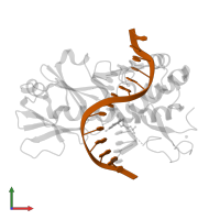 DNA (5'-D(P*AP*GP*GP*TP*AP*GP*AP*CP*TP*CP*GP*GP*AP*CP*GP*C)-3') in PDB entry 4g4o, assembly 1, front view.