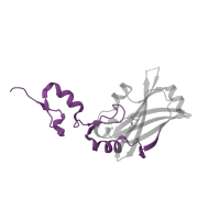 The deposited structure of PDB entry 4i7c contains 2 copies of Pfam domain PF21361 (Sina, zinc finger) in E3 ubiquitin-protein ligase SIAH1. Showing 1 copy in chain C.