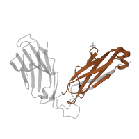 The deposited structure of PDB entry 4iiq contains 1 copy of Pfam domain PF07654 (Immunoglobulin C1-set domain) in T cell receptor beta constant 1. Showing 1 copy in chain B.