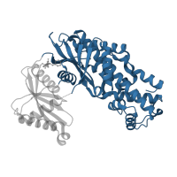 The deposited structure of PDB entry 4isg contains 1 copy of CATH domain 3.40.367.20 (Hexokinase; domain 1) in Hexokinase-4. Showing 1 copy in chain A.