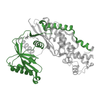 The deposited structure of PDB entry 4isg contains 1 copy of Pfam domain PF00349 (Hexokinase) in Hexokinase-4. Showing 1 copy in chain A.