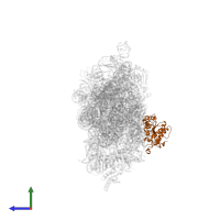 Small ribosomal subunit protein uS2 in PDB entry 4jya, assembly 1, side view.
