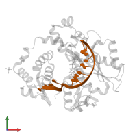 DNA (5'-D(*CP*GP*GP*CP*GP*GP*TP*AP*CP*TP*G)-3') in PDB entry 4k4g, assembly 4, front view.