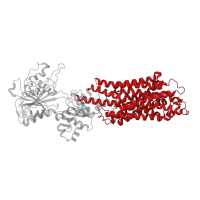 The deposited structure of PDB entry 4nab contains 1 copy of CATH domain 1.20.1110.10 (Calcium-transporting ATPase, transmembrane domain) in Sarcoplasmic/endoplasmic reticulum calcium ATPase 1. Showing 1 copy in chain A.