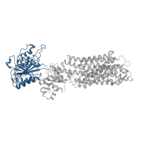 The deposited structure of PDB entry 4nab contains 1 copy of CATH domain 3.40.1110.10 (Calcium-transporting ATPase, cytoplasmic domain N) in Sarcoplasmic/endoplasmic reticulum calcium ATPase 1. Showing 1 copy in chain A.
