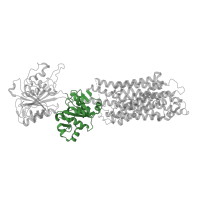 The deposited structure of PDB entry 4nab contains 1 copy of CATH domain 3.40.50.1000 (Rossmann fold) in Sarcoplasmic/endoplasmic reticulum calcium ATPase 1. Showing 1 copy in chain A.