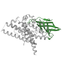 The deposited structure of PDB entry 4o5m contains 4 copies of CATH domain 2.40.110.10 (Butyryl-CoA Dehydrogenase, subunit A; domain 2) in Isovaleryl-CoA dehydrogenase, mitochondrial. Showing 1 copy in chain C.