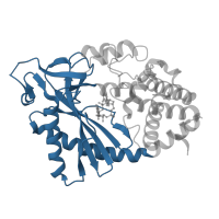 The deposited structure of PDB entry 4o67 contains 2 copies of CATH domain 3.30.460.90 (Beta Polymerase; domain 2) in Cyclic GMP-AMP synthase. Showing 1 copy in chain B.