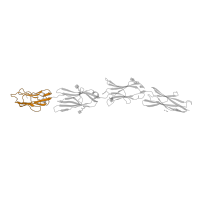 The deposited structure of PDB entry 4ofy contains 3 copies of Pfam domain PF07686 (Immunoglobulin V-set domain) in Synaptogenesis protein syg-2. Showing 1 copy in chain D.