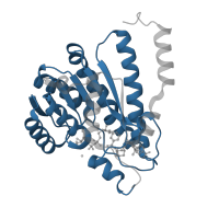 The deposited structure of PDB entry 4p38 contains 2 copies of Pfam domain PF00106 (short chain dehydrogenase) in 11-beta-hydroxysteroid dehydrogenase 1. Showing 1 copy in chain A.