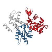 The deposited structure of PDB entry 4pl8 contains 4 copies of CATH domain 3.30.420.40 (Nucleotidyltransferase; domain 5) in Actin, alpha skeletal muscle. Showing 2 copies in chain A.