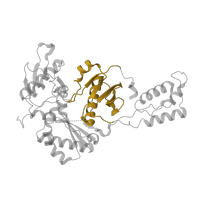 The deposited structure of PDB entry 4rw8 contains 1 copy of Pfam domain PF06815 (Reverse transcriptase connection domain) in p51 RT. Showing 1 copy in chain B.