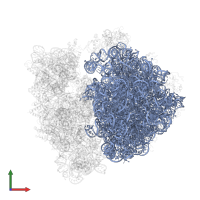 23S ribosomal RNA in PDB entry 4v4q, assembly 1, front view.