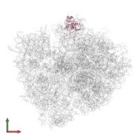 Large ribosomal subunit protein uL1 in PDB entry 4v4v, assembly 1, front view.