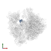 Small ribosomal subunit protein uS11 in PDB entry 4v53, assembly 1, front view.