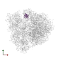 Large ribosomal subunit protein uL5 in PDB entry 4v5n, assembly 1, front view.