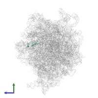 Large ribosomal subunit protein bL21 in PDB entry 4v65, assembly 1, side view.