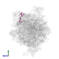 Small ribosomal subunit protein uS13 in PDB entry 4v6l, assembly 1, side view.