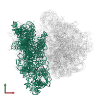 16S ribosomal RNA in PDB entry 4v6l, assembly 1, front view.