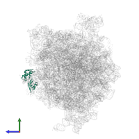 Large ribosomal subunit protein uL11 in PDB entry 4v6l, assembly 1, side view.