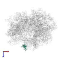 Large ribosomal subunit protein uL11 in PDB entry 4v6l, assembly 1, top view.